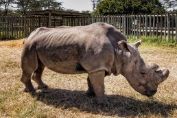 Sudan, the last male Northern white rhino in the world, Ol Pejata Conservancy in Kenya.