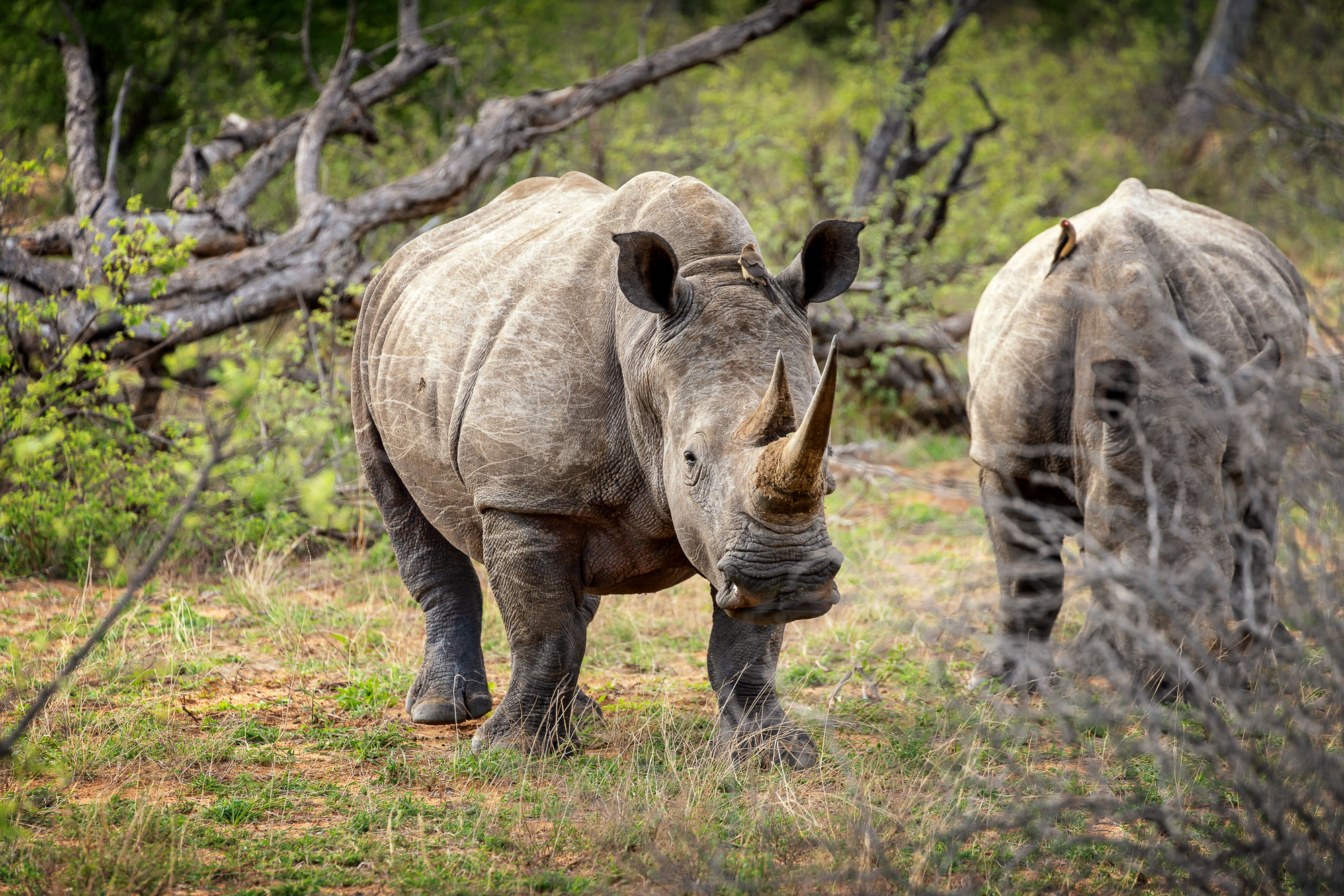 White rhinos in Klaserie Private Game Reserve in South Africa.