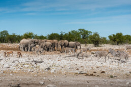 A crowd gathering at a waterhole in Etosha National Park, Namibia.