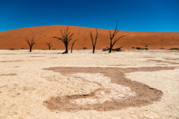 The surreal landscape of the Deadvlei in Sossusvlei desert, Namibia.