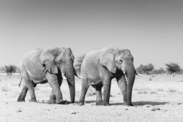 The bachelors of Etosha, Namibia.