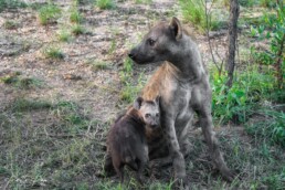 A spotted hyena with a cub in Kruger National Park, South Africa.