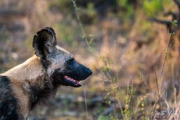 African Wild Dog's profile in Kruger National Park, South Africa.