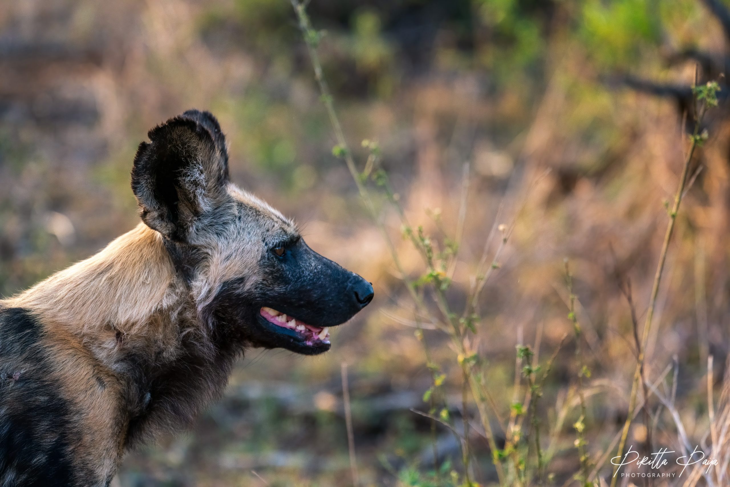 African Wild Dog's profile in Kruger National Park, South Africa.