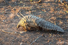 Amos the Temminck's ground pangolin foraging in the wild at REST, Namibia