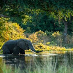 Elephant bull crossing a river channel in the Lower Zambezi National Park in Zambia.