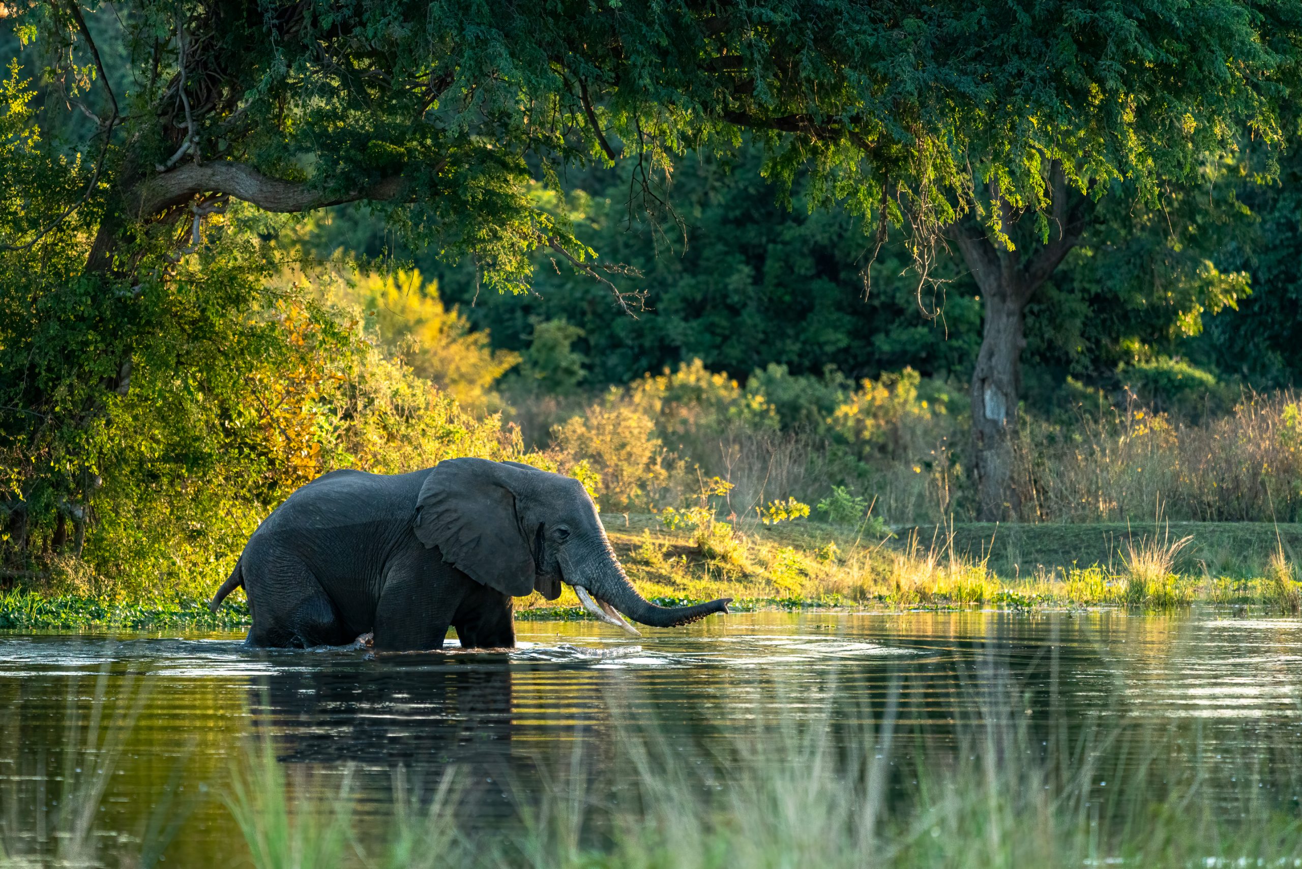 Elephant bull crossing a river channel in the Lower Zambezi National Park in Zambia.