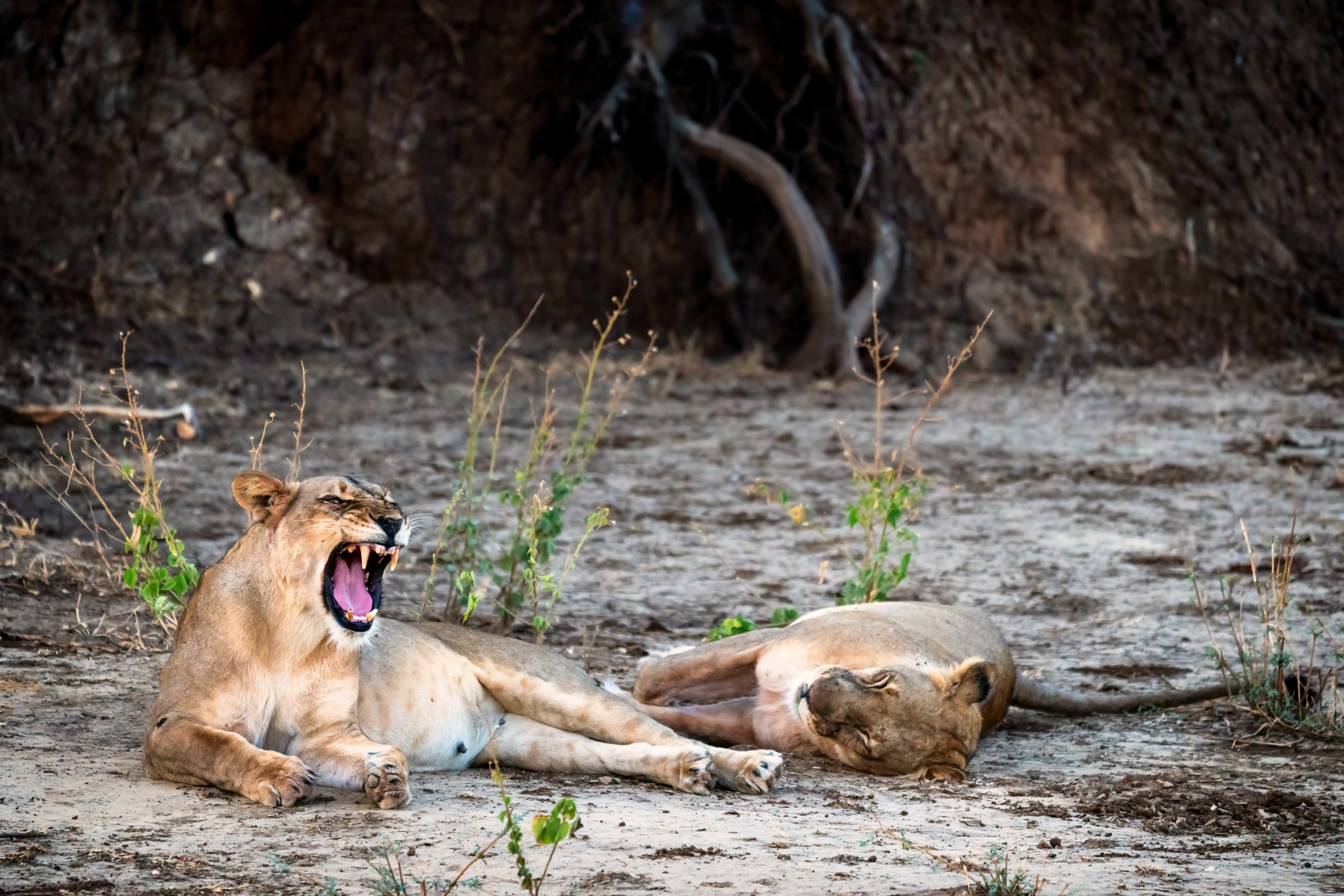 Growling lioness in Lower Zambezi National Park in Zambia.