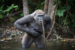 A female Western Lowland Gorilla in Camp Abio. Republic of the Congo