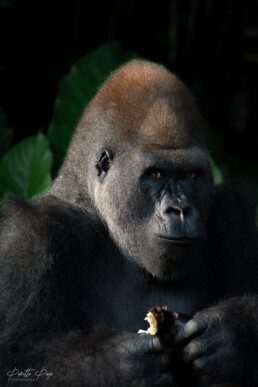 Portrait of a male Western Lowland Gorilla in Camp Abio, Republic of Congo.
